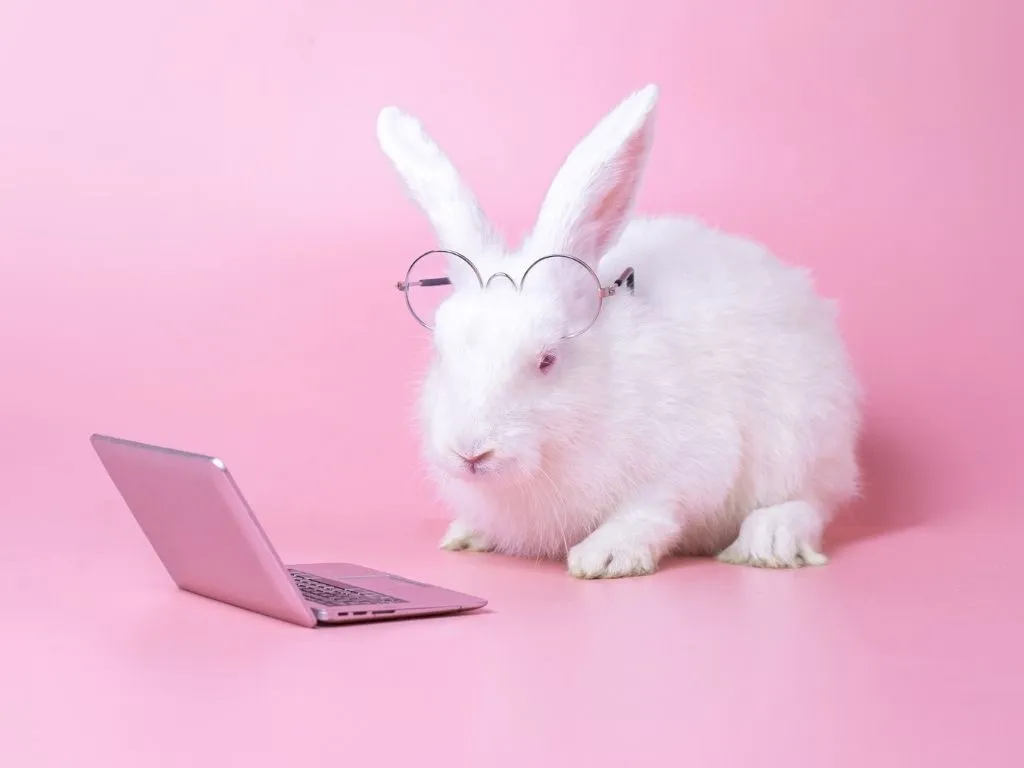 Bunny with glasses looking at a laptop
